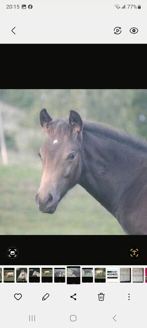 Quarterhorse Absetzer Hengst, Heike Schmid , Konie na sprzedaż, Haigerloch, Image 3