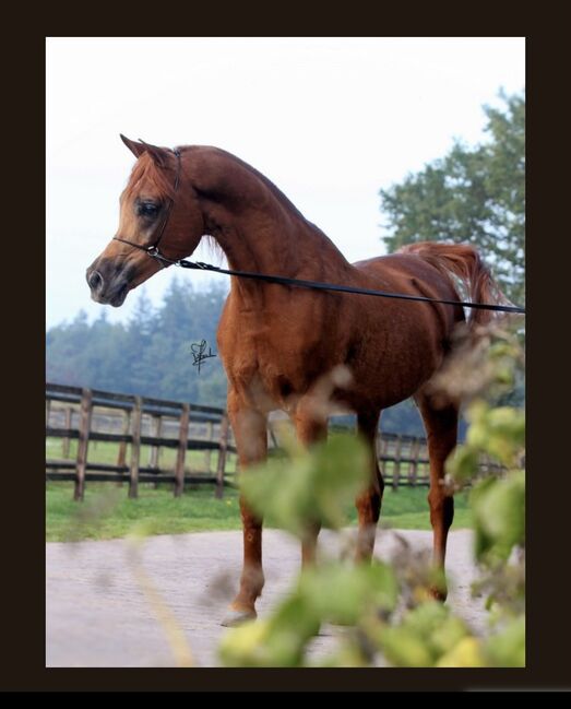 Vollblutaraber Hengst Farees Halim Sohn Blue List, Majidah Arabians, Konie na sprzedaż, Wittingen , Image 4