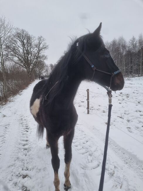 Pinto hengst, Christin steinhöfel , Konie na sprzedaż, Barßel