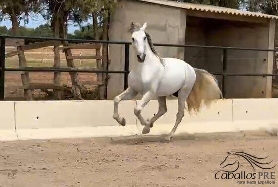 PRE Schimmelhengst - 3,5 Jahre alt - ca. 1.64 m, Thomas Adams (Caballos PRE), Konie na sprzedaż, Bell