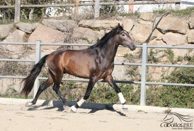 Großrahmiger PRE Schimmelhengst - 1.73m - Top Abstammung, Thomas Adams (Caballos PRE), Konie na sprzedaż, Bell, Image 6