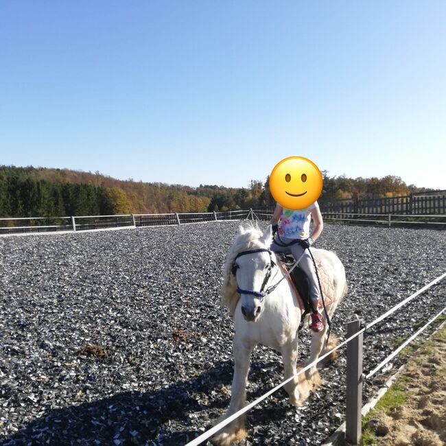Fellponyhengst, Annemarie, Konie na sprzedaż, Hardegg, Image 4