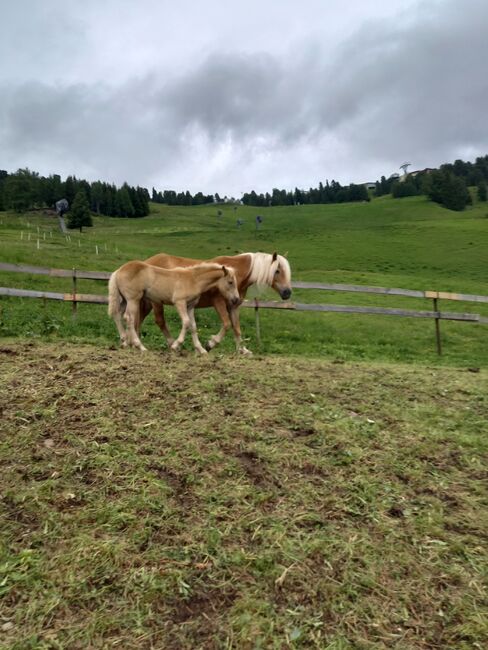 Haflingerhengstfohlen, Fam. Eiter, Konie na sprzedaż, Jerzens, Image 6