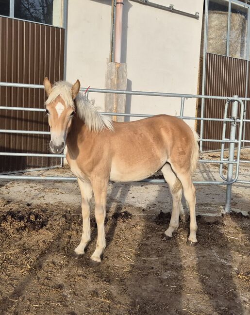 Haflinger Hengstfohlen zu verkaufen, Sabine, Konie na sprzedaż, Ybbs