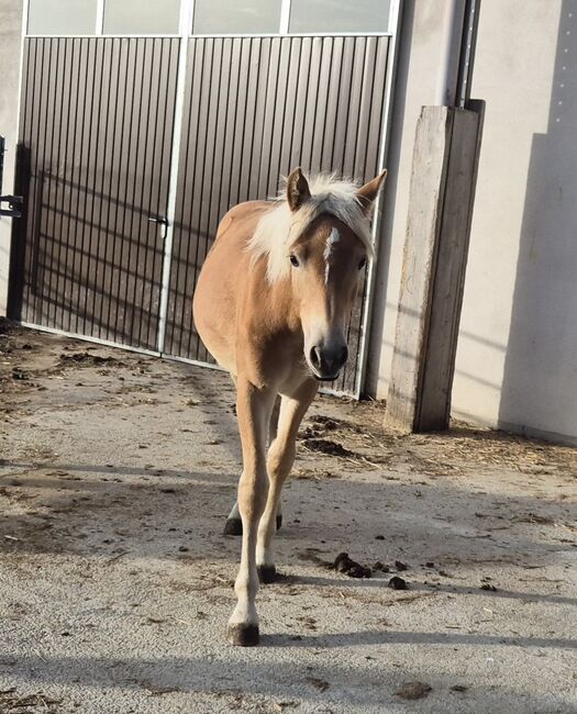 Haflinger Hengstfohlen zu verkaufen, Sabine, Konie na sprzedaż, Ybbs