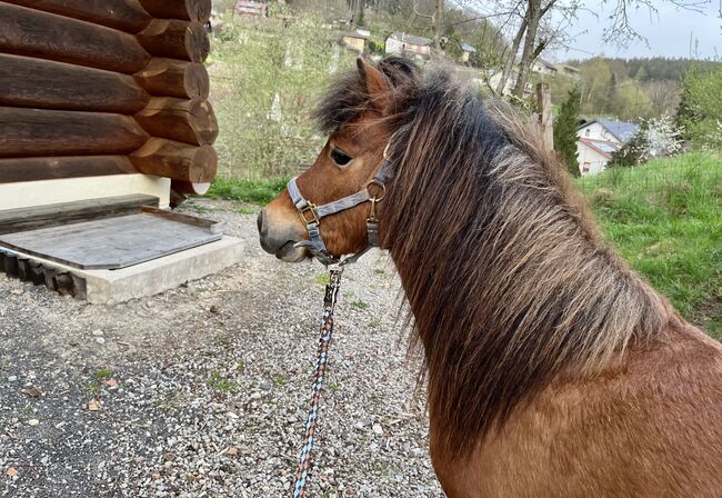 Partbred Shetlandpony Hengst gekört, Glück Simone, Konie na sprzedaż, Flörsbachtal, Image 2