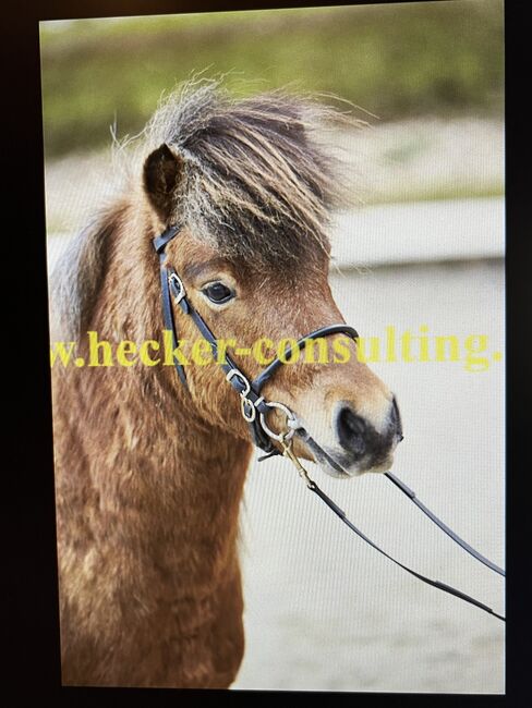 Partbred Shetlandpony Hengst gekört, Glück Simone, Konie na sprzedaż, Flörsbachtal, Image 6