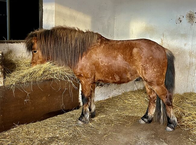 Partbred Shetlandpony Hengst gekört, Glück Simone, Konie na sprzedaż, Flörsbachtal, Image 8