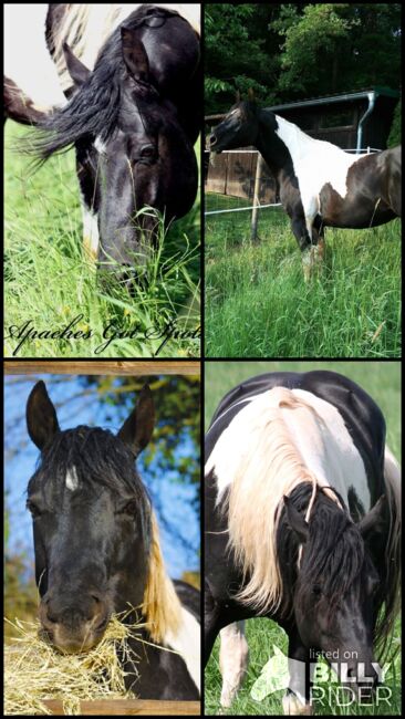 Paint Horse Deckhengst, Black-Tobiano, bildhübsch, T. Kern, Konie na sprzedaż, Reichenbach-Steegen, Image 19