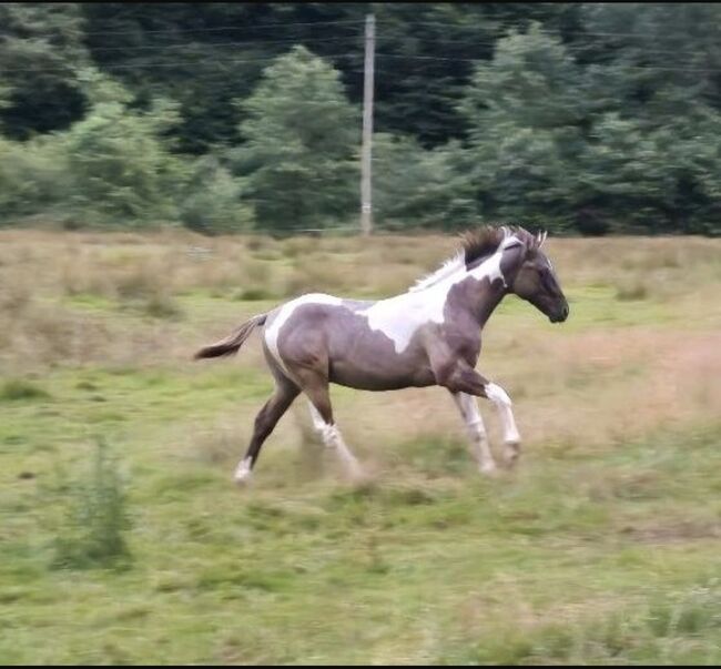 Quarter Horse Hengst – 12 Monate – typvoller Nachwuchs, Isabell, Konie na sprzedaż, Heltersberg
