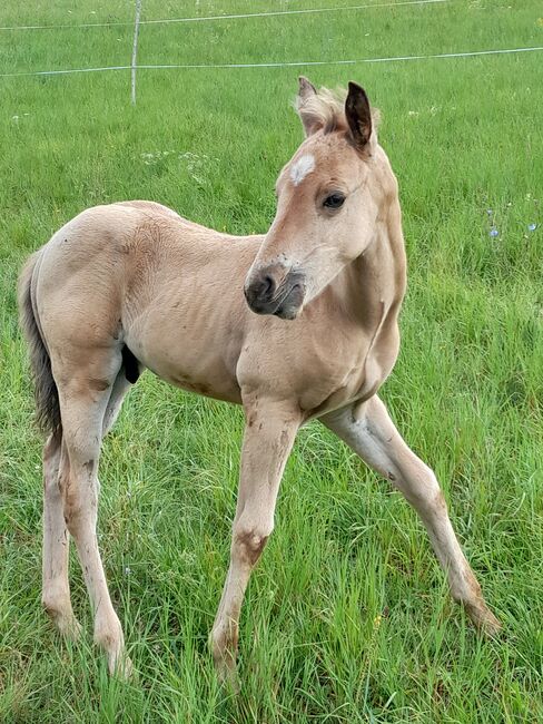 Quarter Horse Hengst, Aileen , Konie na sprzedaż, Kyffhäuserland, Image 3