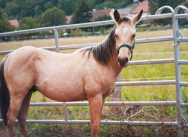 Quarter Horse Hengst, Aileen , Konie na sprzedaż, Kyffhäuserland