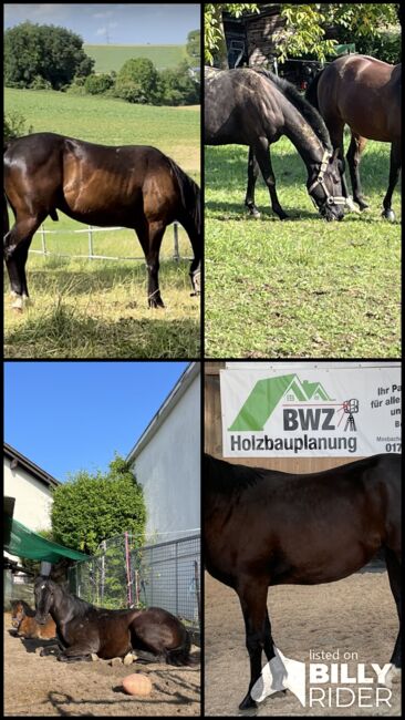 Quarter Horse Hengst/Wallach, Andrea, Konie na sprzedaż, Schefflenz, Image 8