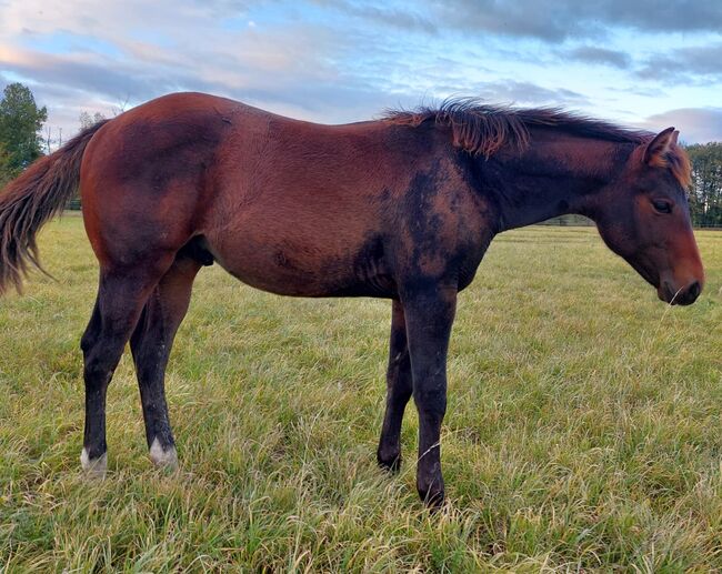 nervenstarker Quarter Horse Hengst von Born To Be Blazing, Kerstin Rehbehn (Pferdemarketing Ost), Konie na sprzedaż, Nienburg, Image 6