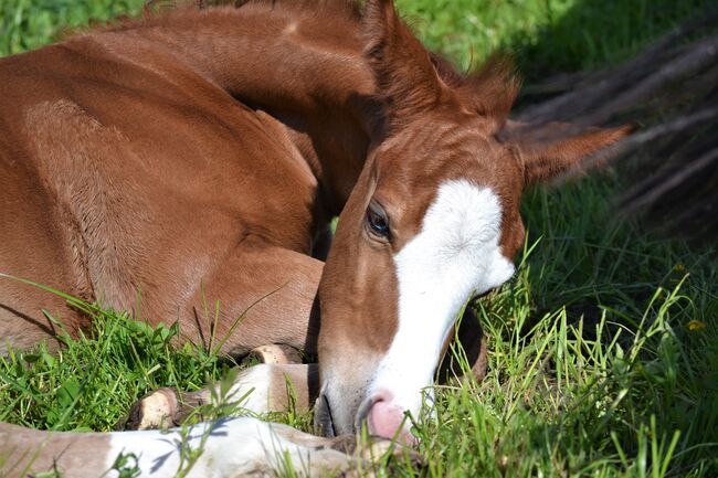 Quarter Horse Hengstfohlen in Traumoptik mit blauen Augen, Sonja, Konie na sprzedaż, Thalgau, Image 3