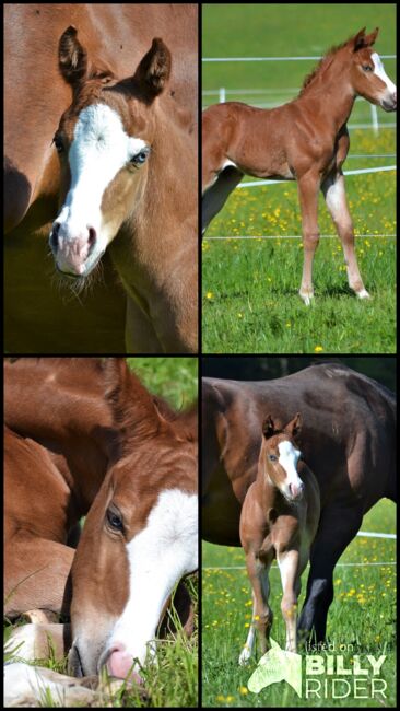 Quarter Horse Hengstfohlen in Traumoptik mit blauen Augen, Sonja, Konie na sprzedaż, Thalgau, Image 6