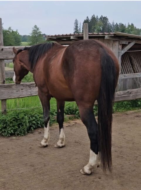 Bay splash farbener Quarter Horse Hengst, Kerstin Rehbehn (Pferdemarketing Ost), Konie na sprzedaż, Nienburg, Image 6