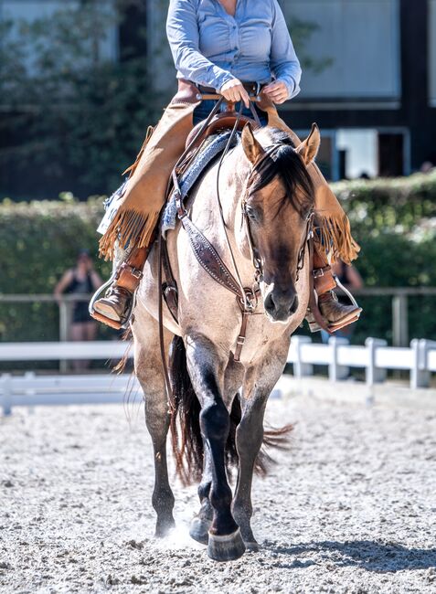 Quarter Horse Deckhengst in Sonderfarbe, Lisa Nagel , Konie na sprzedaż, Oppenweiler