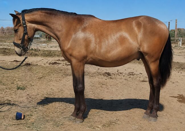 PRE Bayo Jährlingshengst, Thomas Adams (Caballos PRE), Konie na sprzedaż, Bell