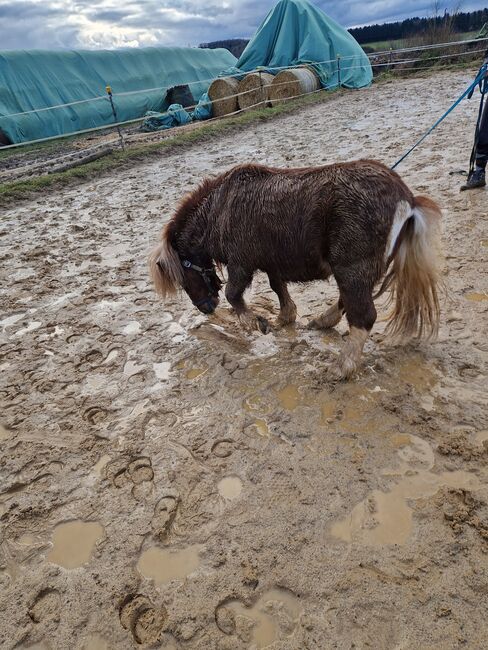 Shetty Hengst, Katinka Gelzenleuchter , Konie na sprzedaż, Wetzlar , Image 2