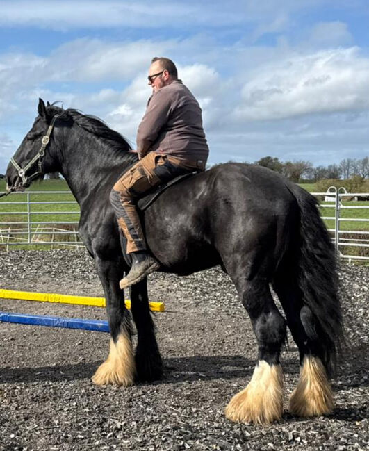 Shire Horse Phoenix Hengst, Keppens , Konie na sprzedaż, Aachen