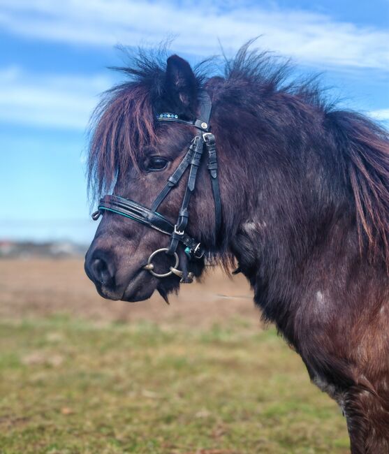 Shetty Hengst, Shetlandpony, Jasmin Knoch , Konie na sprzedaż, Stutensee, Image 3