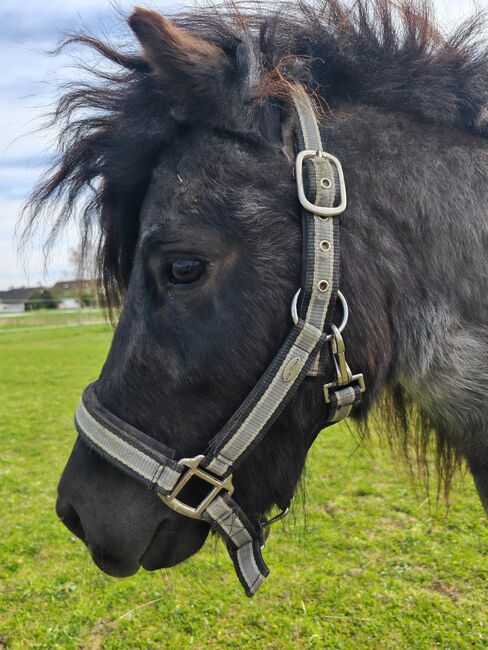 Shetty Hengst, Shetlandpony, Jasmin Knoch , Konie na sprzedaż, Stutensee, Image 2