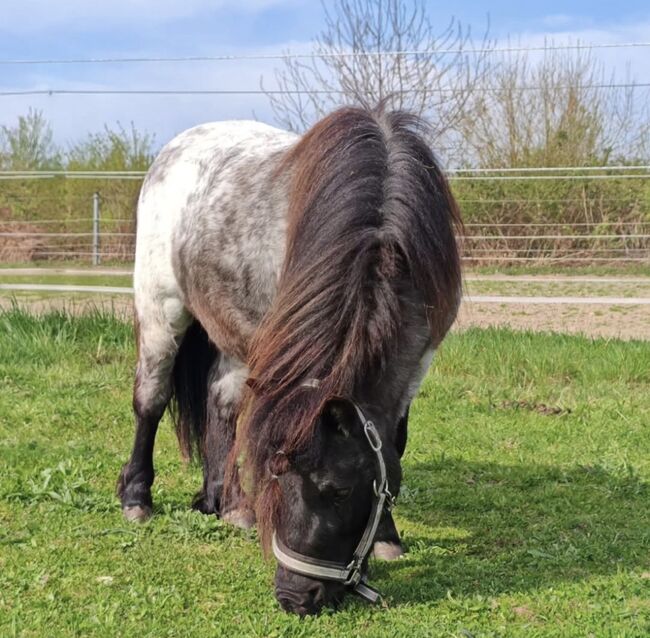 Shetty Hengst, Shetlandpony, Jasmin Knoch , Konie na sprzedaż, Stutensee