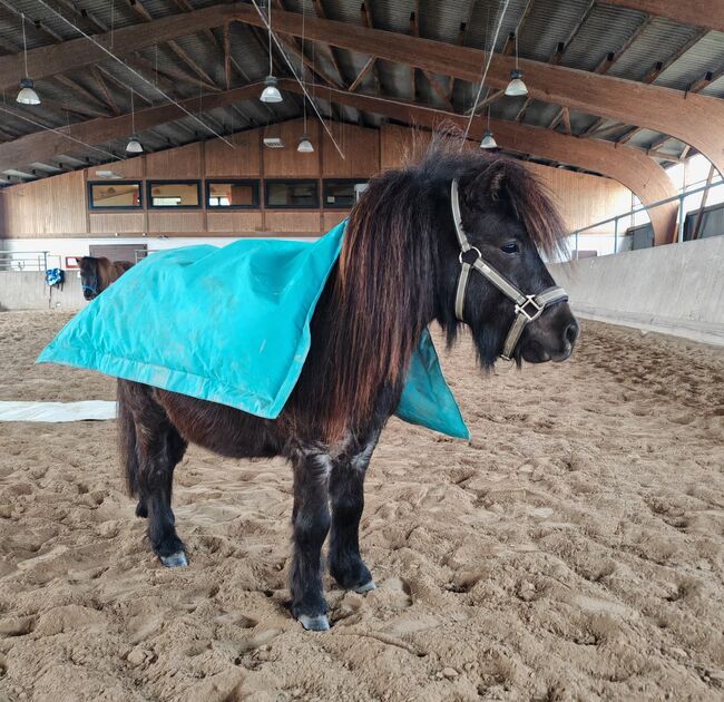 Shetty Hengst, Shetlandpony, Jasmin Knoch , Konie na sprzedaż, Stutensee, Image 4