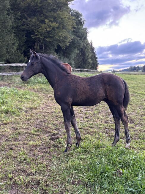 Trakehner Hengstfohlen, Andreas Brändle, Konie na sprzedaż, Hohenstein, Image 5
