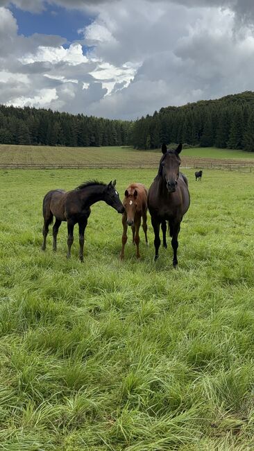 Trakehner Hengstfohlen, Andreas Brändle, Konie na sprzedaż, Hohenstein, Image 7