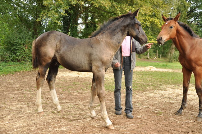 Ostfriesen/ Alt Oldenburger Hengstfohlen, Conny, Konie na sprzedaż, Celle, Image 6