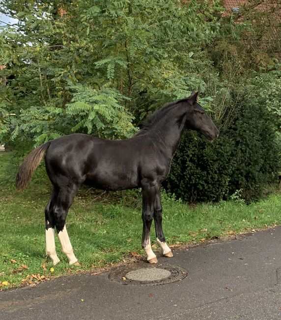 Ostfriesen/ Alt Oldenburger Hengstfohlen, Conny, Konie na sprzedaż, Celle, Image 2