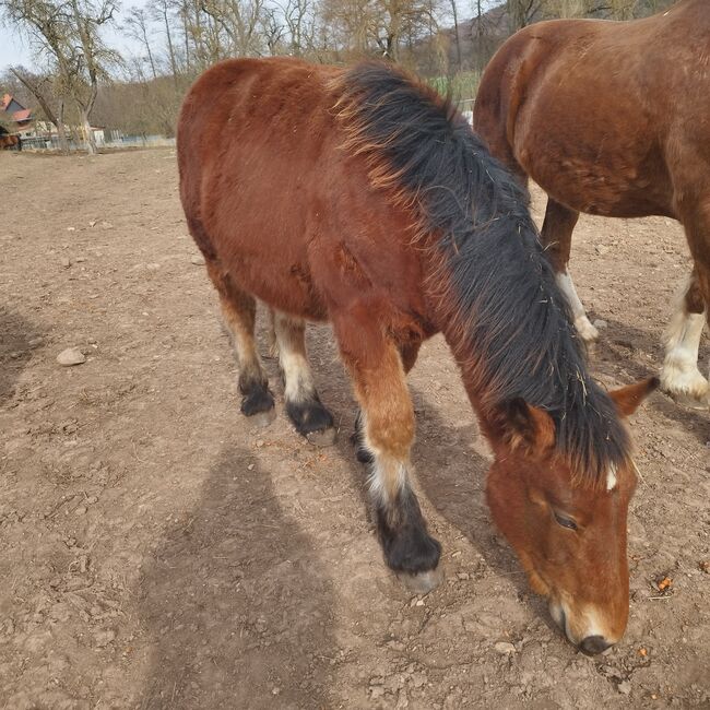 Kaltbluthengstfohlen, Tonia, Konie na sprzedaż, Wiesenthal