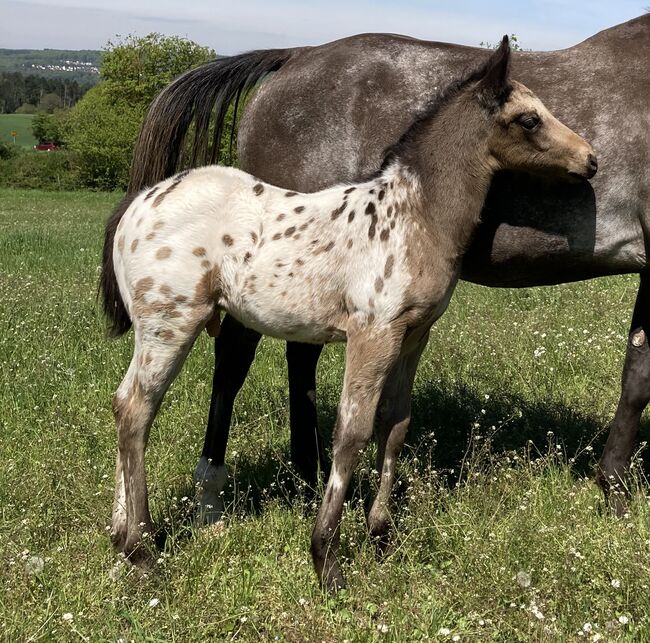 Tolles Buckskin Leopard Prämiertes Appaloosas Hengstfohlen, Bernd Krämer, Konie na sprzedaż, Pappenheim , Image 5