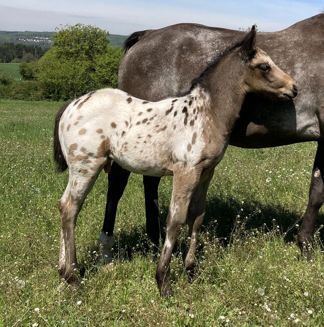 Tolles Buckskin Leopard Prämiertes Appaloosas Hengstfohlen, Bernd Krämer, Konie na sprzedaż, Pappenheim , Image 9