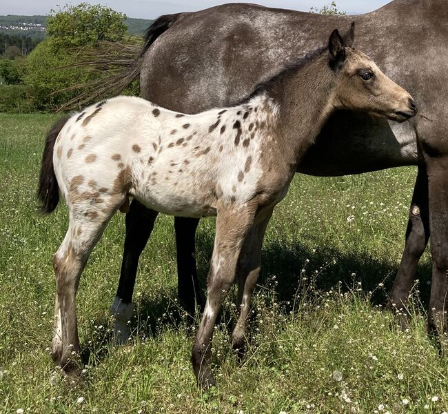 Tolles Buckskin Leopard Prämiertes Appaloosas Hengstfohlen, Bernd Krämer, Konie na sprzedaż, Pappenheim , Image 10