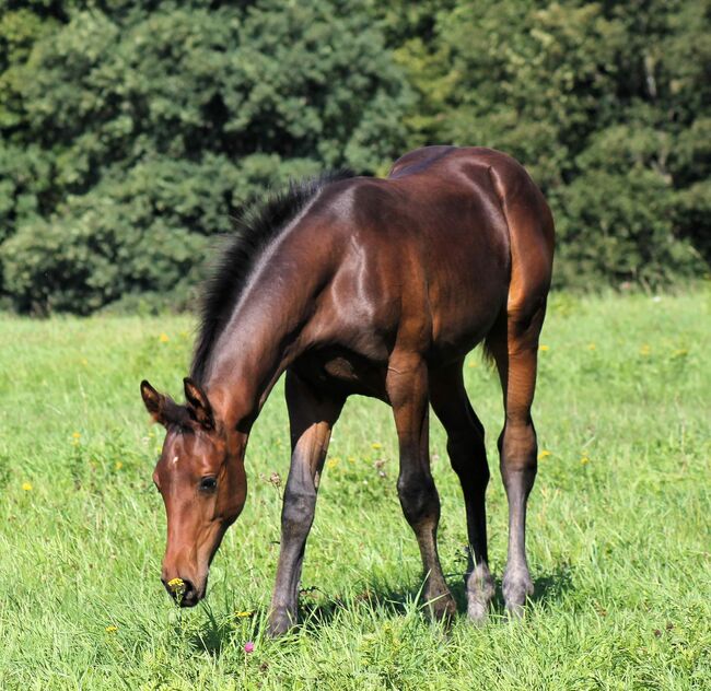 DSP Hengstfohlen von Fabion Blue Hors, Privat , Konie na sprzedaż, Bautzen , Image 3