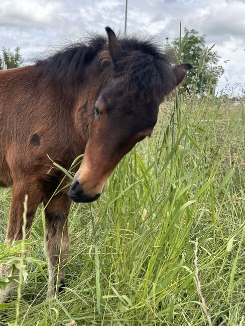 Dartmoorpony Hengstfohlen, Heike  Schwaiger , Konie na sprzedaż, Langenpreising, Image 10