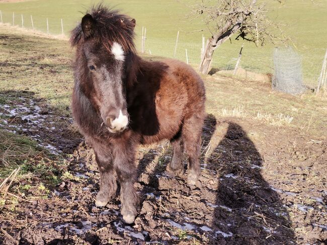 Shetlandpony Hengstfohlen, Marion , Konie na sprzedaż, St. Margarethen 