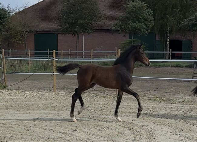 Reitpony Hengstfohlen v. Top Boy of Love, Anna Wessel , Konie na sprzedaż, Bassum, Image 4