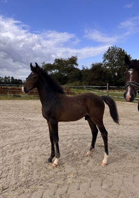 Reitpony Hengstfohlen v. Top Boy of Love, Anna Wessel , Konie na sprzedaż, Bassum, Image 7