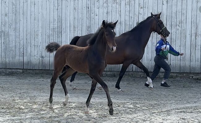 Reitpony Hengstfohlen v. Top Boy of Love, Anna Wessel , Konie na sprzedaż, Bassum, Image 2