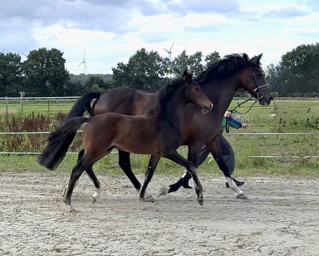 Reitpony Hengstfohlen v. Top Boy of Love, Anna Wessel , Konie na sprzedaż, Bassum