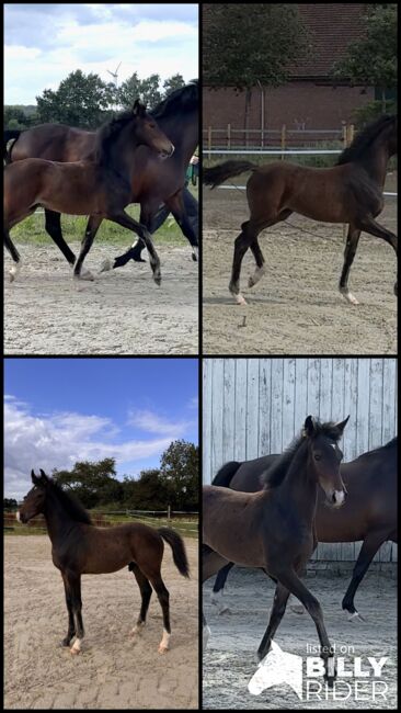 Reitpony Hengstfohlen v. Top Boy of Love, Anna Wessel , Konie na sprzedaż, Bassum, Image 8