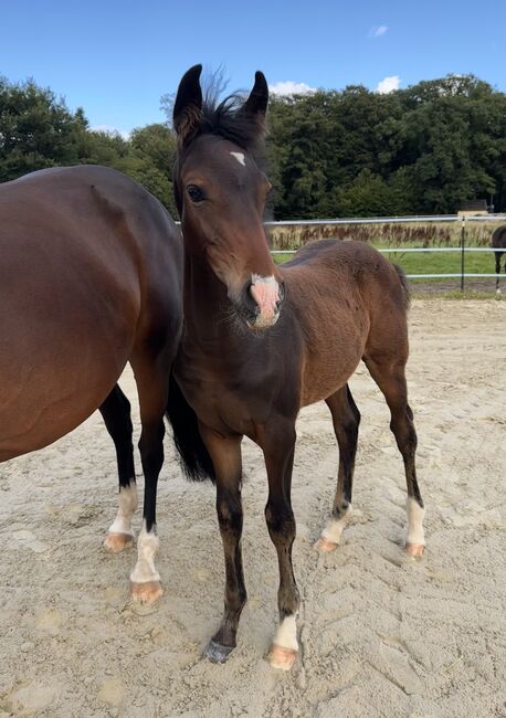 Reitpony Hengstfohlen v. Top Boy of Love, Anna Wessel , Konie na sprzedaż, Bassum, Image 6