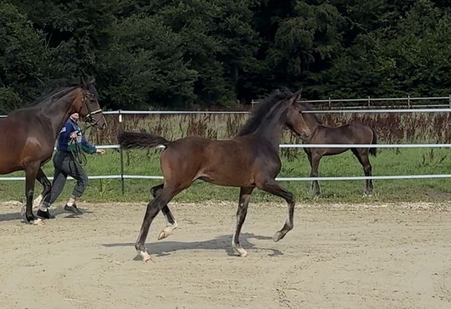 Reitpony Hengstfohlen v. Top Boy of Love, Anna Wessel , Konie na sprzedaż, Bassum, Image 3