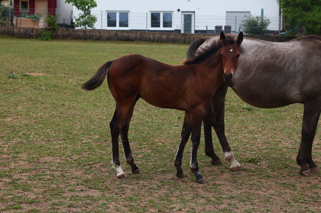 Appaloosa Hengstfohlen, Bernd Krämer, Konie na sprzedaż, Pappenheim , Image 5