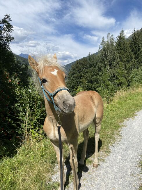 Haflinger-Hengstfohlen, Isabella , Konie na sprzedaż, See