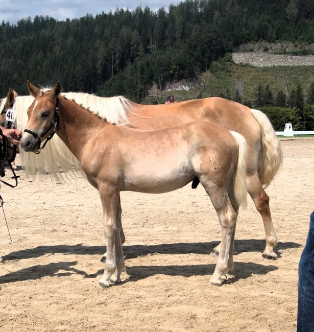 Haflinger Hengstfohlen, SABINE, Konie na sprzedaż, YBBS, Image 2